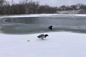 Пруд в парке «Молодежный» в Геленджике &copy;&nbsp;Фото Татьяны Дроздецкой
