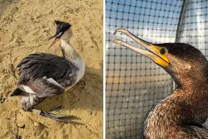  &copy;&nbsp;Скриншоты фото из телеграм-канала &laquo;Пеликан&raquo; t.me/help_birds_krd