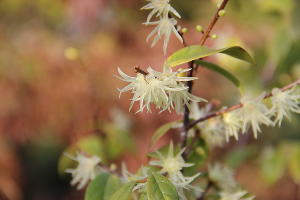  © Фото пресс-службы Сочинского национального парка