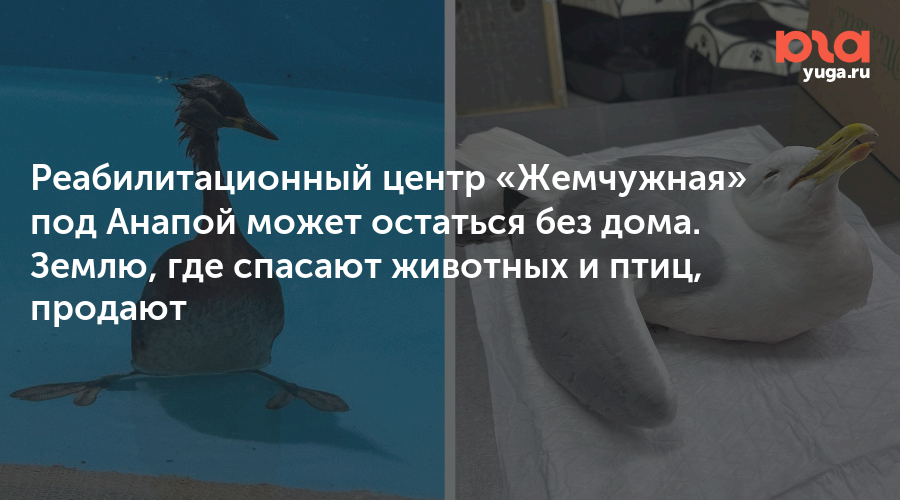 Реабилитационный центр «Жемчужная» под Анапой может остаться без дома. Землю, где спасают животных и птиц, продают