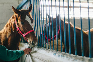 Аукцион по продаже племенных лошадей в Новокубанском районе © Фото Дениса Яковлева, Юга.ру