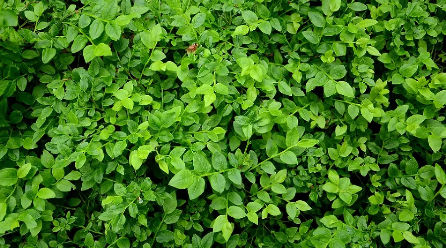  &copy;&nbsp;Фото с сайта pixabay.com