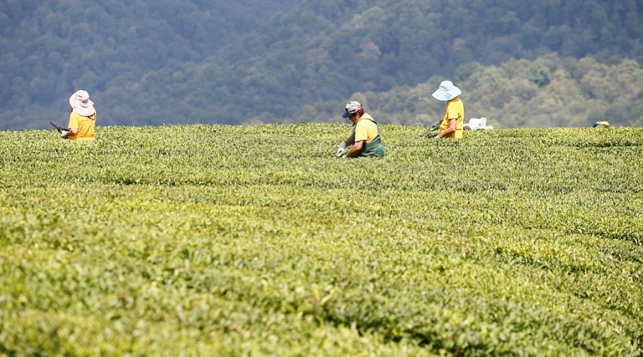Чайные плантации © Фото пресс-службы администрации Краснодарского края