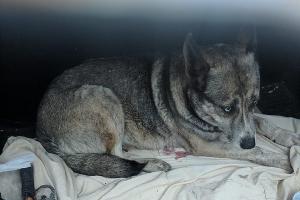  &copy;&nbsp;Фото Светланы Черниковой