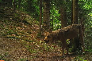  © Фото пресс-службы Кавказского биосферного заповедника
