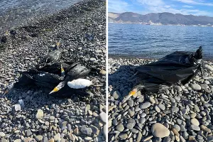  &copy;&nbsp;Коллаж из скриншотов фото из телеграм-канала &laquo;Суджукская лагуна #битвазапроран&raquo;