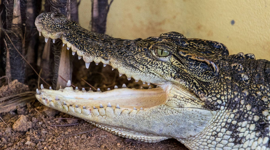  © Фото с сайта крокодиловой фермы, krokoferma.ru
