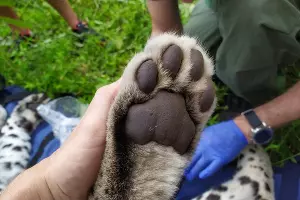  &copy;&nbsp;Фото пресс-службы Кавказского биосферного заповедника