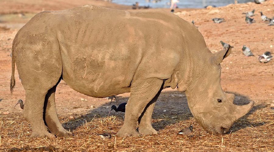  &copy;&nbsp;Фото пресс-службы администрации Ростова-на-Дону