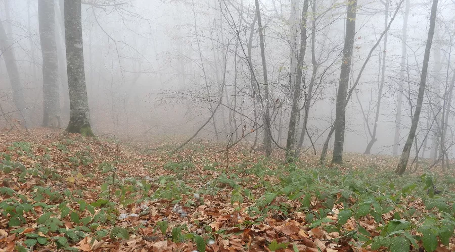  &copy;&nbsp;Фото пресс-службы Кавказского заповедника