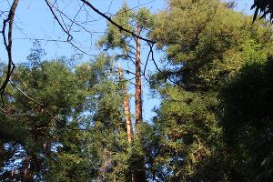  © Фото пресс-службы Сочинского нацпарка