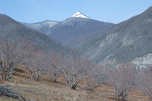 Место произрастания подснежника ризенского в бассейне реки Аше. На заднем плане — гора Большой Псеушхо © Фото пресс-службы Сочинского нацпарка