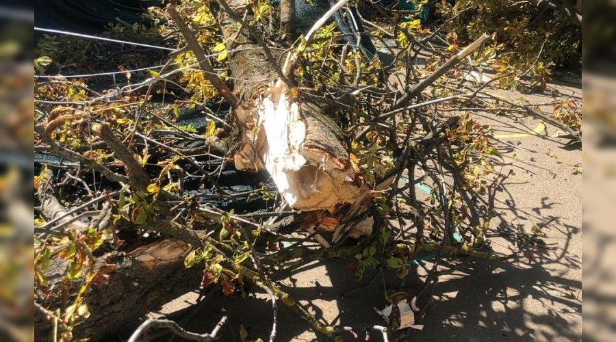  © Фото пресс-службы администрации Краснодара