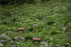  &copy;&nbsp;Фото пресс-службы &laquo;Курорта Красная Поляна&raquo;