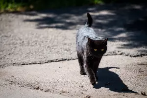  &copy;&nbsp;Фото Елены Синеок, Юга.ру