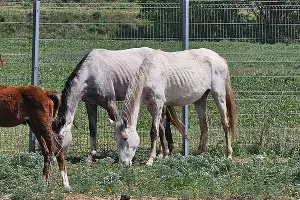  &copy;&nbsp;Фото: t.me/helppawdog/9058