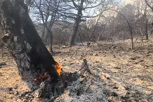 Пожар в заповеднике «Утриш» &copy;&nbsp;Фото Марии Сотсковой