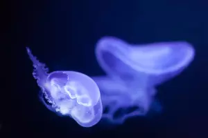  &copy;&nbsp;Фото пользователя bearfotos с сайта freepik.com