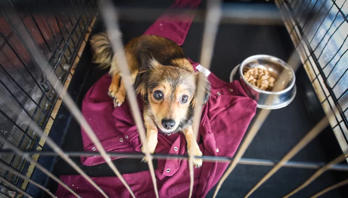 «Мы отстоим невиновность»