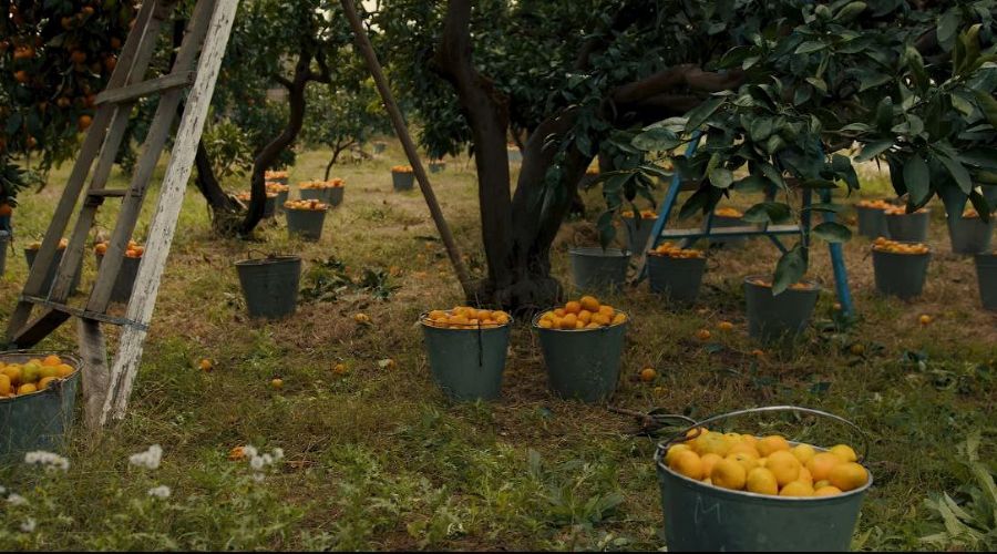  &copy;&nbsp;Кадр из фильма &laquo;Амандарины&raquo; Анастасии Ткач