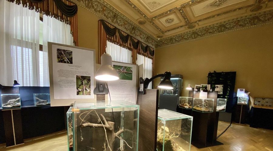 Выставка «Насекомые джунглей» © Фото с сайта музея имени Фелицына, felicina.ru