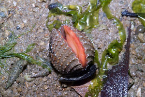 Моллюск анадара (Anadara kagoshimensis) © Фото пользователя Rio Tan с сайта flickr.com