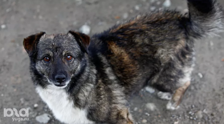  &copy;&nbsp;Влад Александров, ЮГА.ру