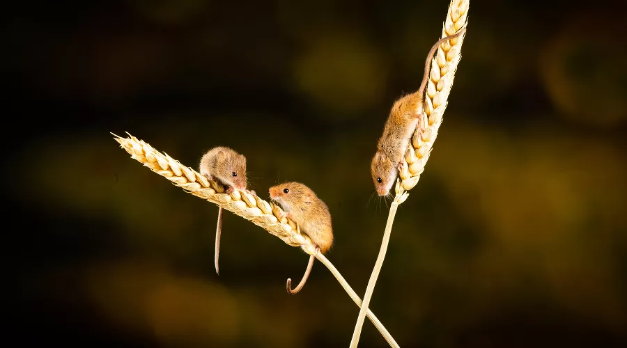 Полевые мыши &copy;&nbsp;Фото Nick Fewings, unsplash.com