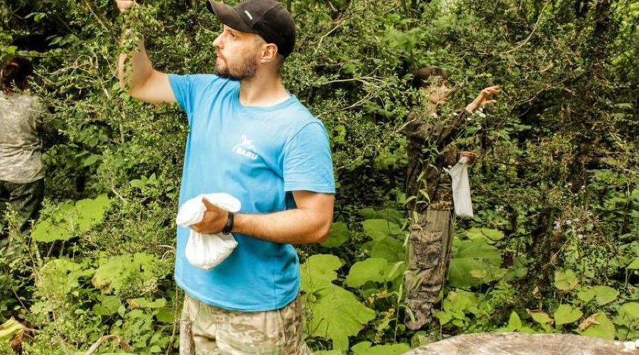 Сбор семян самшита в Адыгее © Фото «НАБУ-Кавказ»