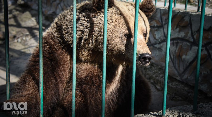  © Елена Синеок, ЮГА.ру