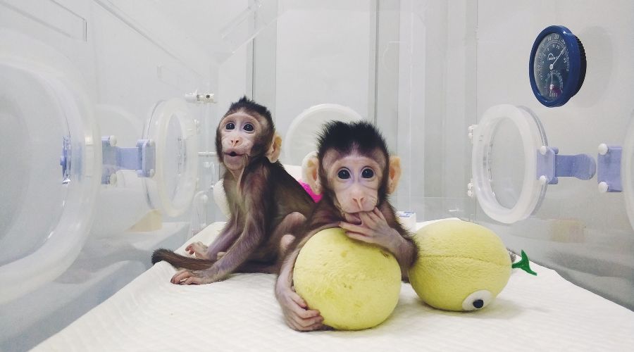 Клониованные длиннохвостые макаки Чжун-Чжун и Хуа-Хуа &copy;&nbsp;Фото с сайта english.cas.cn