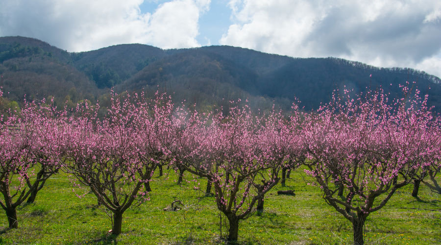  © Фото пресс-службы администрации Геленджика