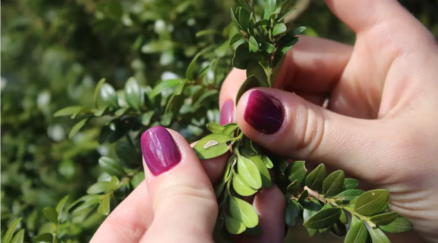 Яйца самшитовой огневки &copy;&nbsp;Фото пресс-службы &laquo;НАБУ-Кавказ&raquo;