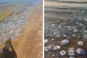  &copy;&nbsp;Коллаж из скриншотов видео телеграм-канала &laquo;Краснодар Телетайп&raquo;