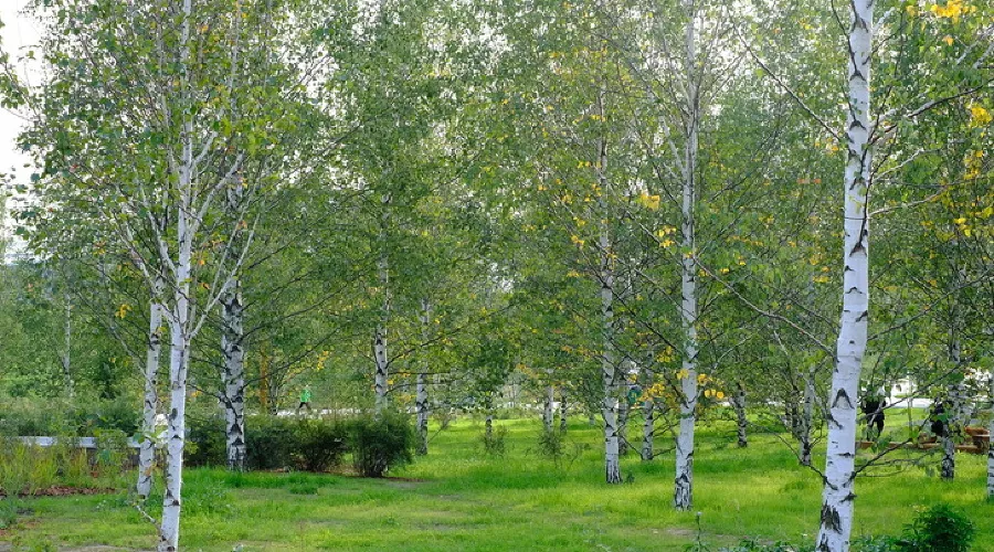 Парк «Зарядье» &copy;&nbsp;Фото с сайта zaryadyepark.ru