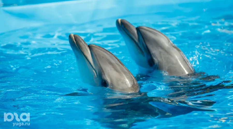  &copy;&nbsp;Фото Николая Ильина, Юга.ру