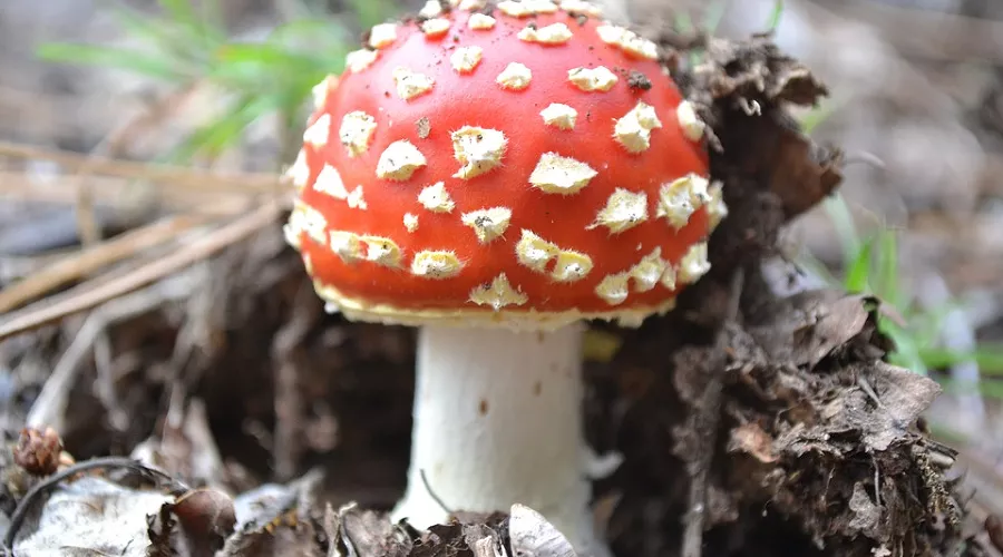 Гриб мухомор &copy;&nbsp;фото с сайта pixabay.com