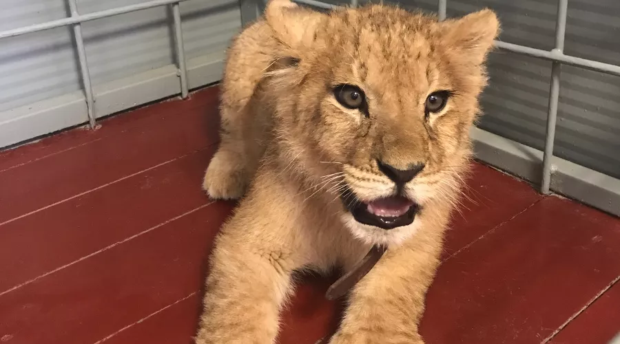  &copy;&nbsp;Фото пресс-службы прокуратуры Краснодарского края