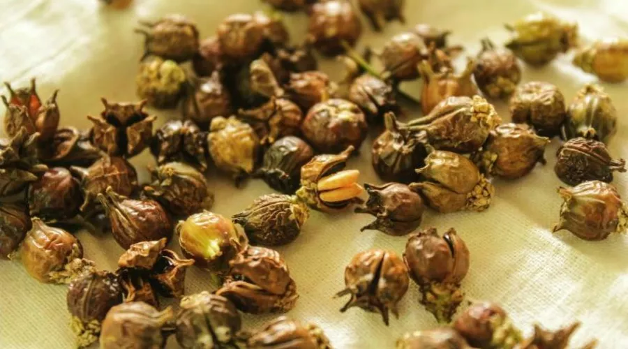 Семена самшита &copy;&nbsp;Фото &laquo;НАБУ-Кавказ&raquo;