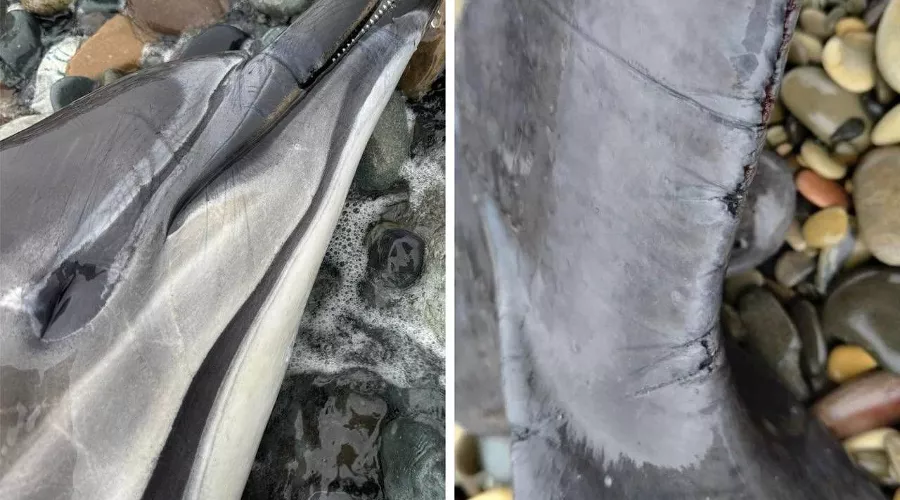  &copy;&nbsp;Скриншоты фото из телеграм-канала центра &laquo;Дельфа&raquo;