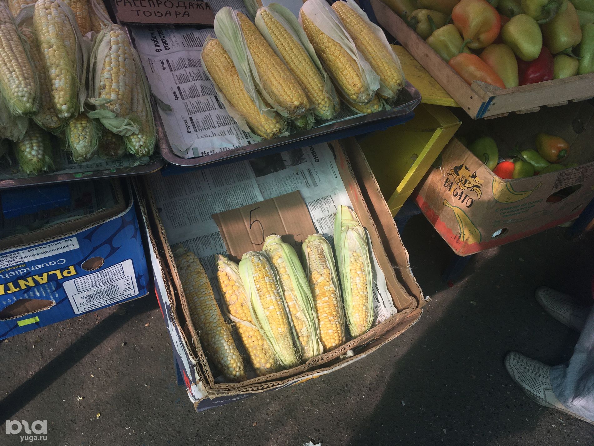 Уцененные овощи и фрукты на Сенном рынке 7.8.2023 © Фото Александра Гончаренко, Юга.ру