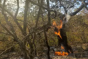 Пожар в заповеднике «Утриш» &copy;&nbsp;Фото Марии Сотсковой