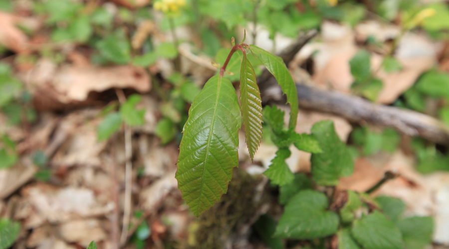 Каштан © Фото пресс-службы Кавказского заповедника
