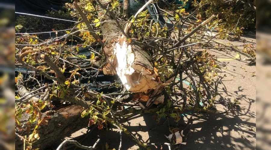  &copy;&nbsp;Фото пресс-службы администрации Краснодара