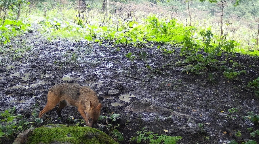  © Фото пресс-службы Кавказского заповедника