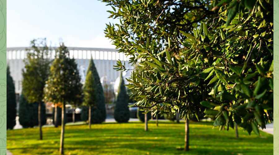 Каменные дубы в парке «Краснодар» © Скриншот публикации в телеграм-канале парка «Краснодар», T.me/parkkrd