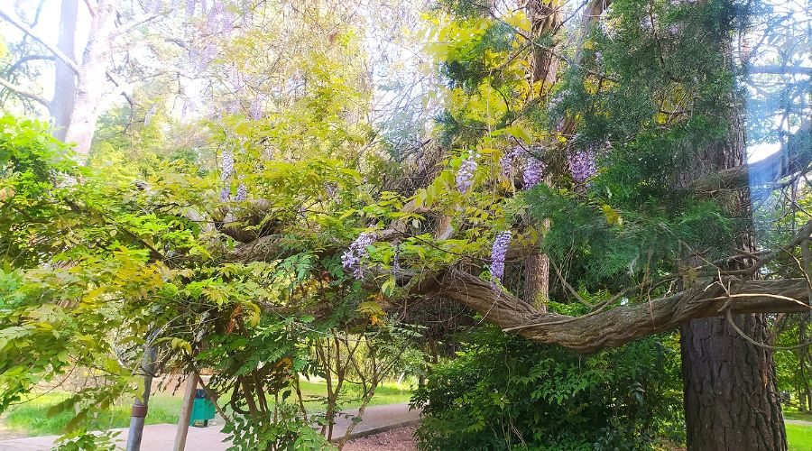 Глициния китайская © Фото пресс-службы Сочинского нацпарка