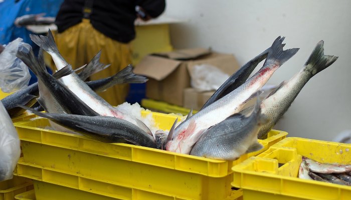 В сети пишут, что в магазинах продается загрязненная мазутом рыба