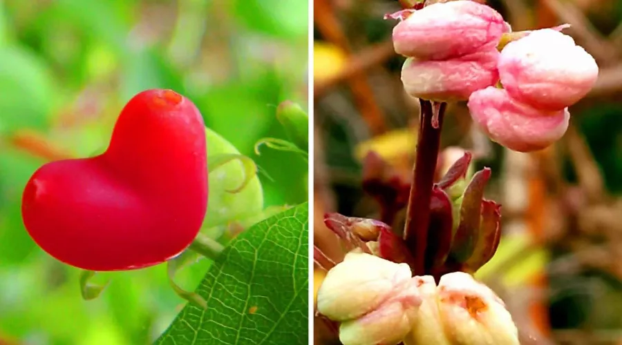  &copy;&nbsp;Скриншот фото из телеграм-канала &laquo;Южные культуры&raquo; https://t.me/park_uzk/1258