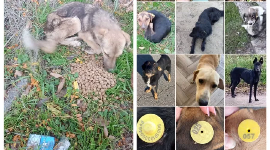  &copy;&nbsp;Скриншот из телеграм-канала &laquo;ЗверЮга&raquo; https://t.me/zveryuga/29117